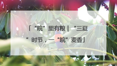 “皖”里有粮｜“三夏”时节，一“皖”麦香