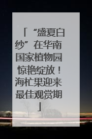 “盛夏白纱”在华南国家植物园惊艳绽放！海杧果迎来最佳观赏期