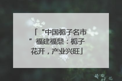 “中国栀子名市”福建福鼎：栀子花开，产业兴旺