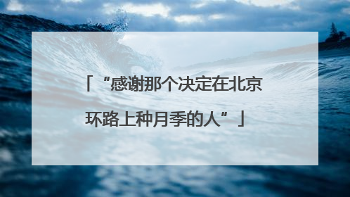 “感谢那个决定在北京环路上种月季的人”