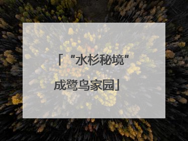 “水杉秘境”成鹭鸟家园