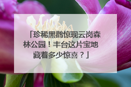 珍稀黑鹳惊现云岗森林公园！丰台这片宝地藏着多少惊喜？