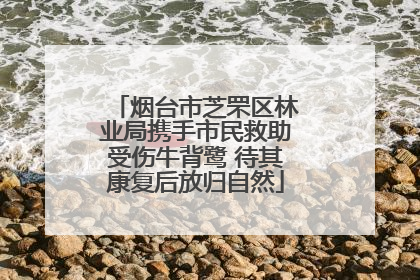 烟台市芝罘区林业局携手市民救助受伤牛背鹭 待其康复后放归自然
