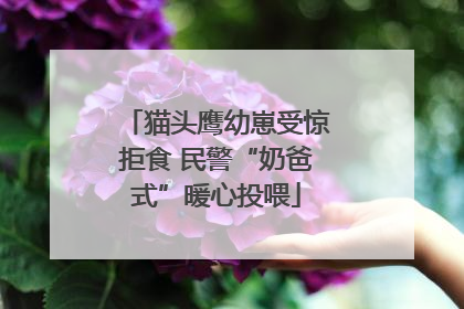 猫头鹰幼崽受惊拒食 民警“奶爸式”暖心投喂