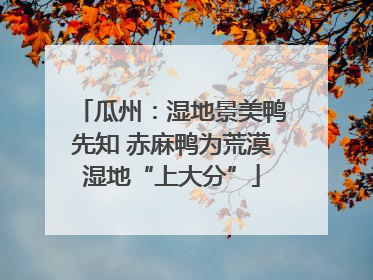 瓜州：湿地景美鸭先知 赤麻鸭为荒漠湿地“上大分”