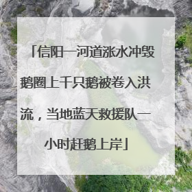 信阳一河道涨水冲毁鹅圈上千只鹅被卷入洪流，当地蓝天救援队一小时赶鹅上岸