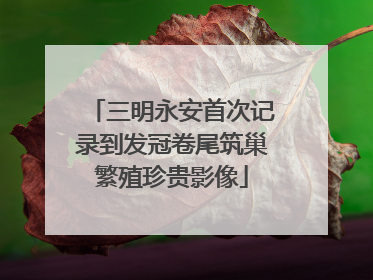 三明永安首次记录到发冠卷尾筑巢繁殖珍贵影像