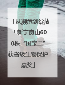 从濒危到绽放！新宁崀山600株“国宝兰”获省级生物保护嘉奖