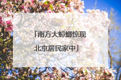 南方大蟑螂惊现北京居民家中