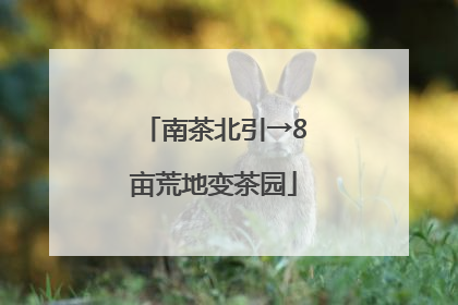 南茶北引→8亩荒地变茶园