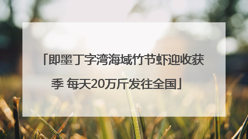 即墨丁字湾海域竹节虾迎收获季 每天20万斤发往全国