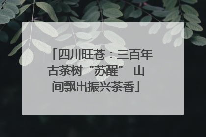四川旺苍：三百年古茶树“苏醒” 山间飘出振兴茶香