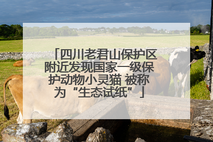 四川老君山保护区附近发现国家一级保护动物小灵猫 被称为“生态试纸”