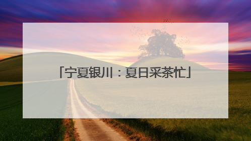 宁夏银川：夏日采茶忙