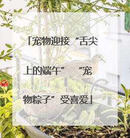宠物迎接“舌尖上的端午” “宠物粽子”受喜爱
