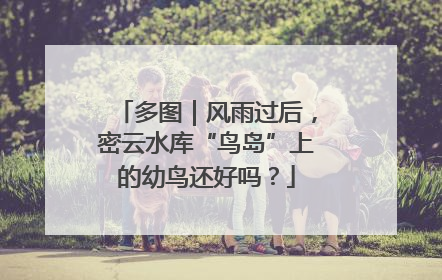 多图｜风雨过后，密云水库“鸟岛”上的幼鸟还好吗？