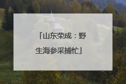 山东荣成：野生海参采捕忙