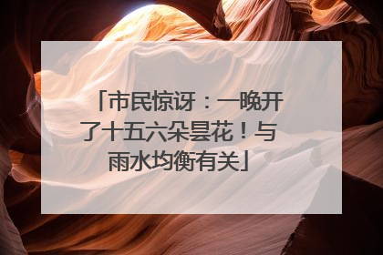 市民惊讶：一晚开了十五六朵昙花！与雨水均衡有关