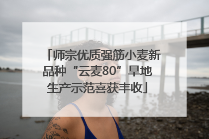 师宗优质强筋小麦新品种“云麦80”旱地生产示范喜获丰收