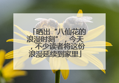晒出“八仙花的浪漫时刻”，今天，不少读者将这份浪漫延续到家里