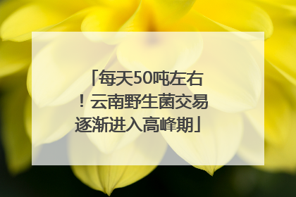 每天50吨左右！云南野生菌交易逐渐进入高峰期