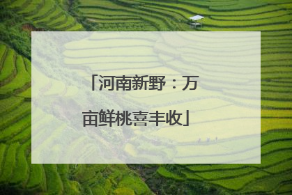 河南新野：万亩鲜桃喜丰收