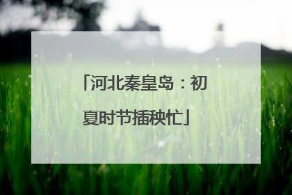河北秦皇岛：初夏时节插秧忙