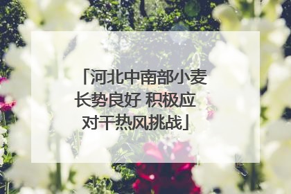 河北中南部小麦长势良好 积极应对干热风挑战