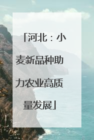 河北：小麦新品种助力农业高质量发展