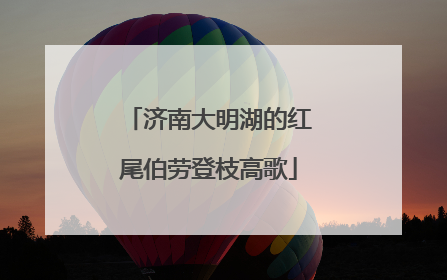 济南大明湖的红尾伯劳登枝高歌