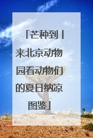 芒种到丨来北京动物园看动物们的夏日纳凉图鉴