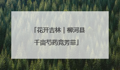 花开吉林｜柳河县千亩芍药竞芳菲
