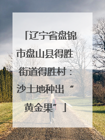 辽宁省盘锦市盘山县得胜街道得胜村：沙土地种出“黄金果”