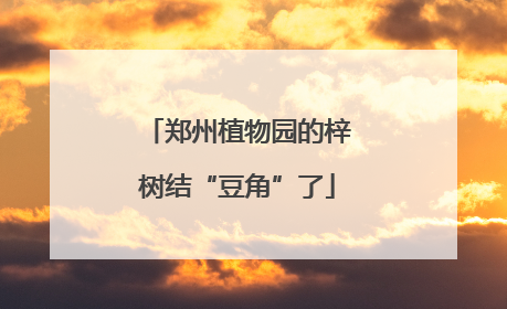 郑州植物园的梓树结“豆角”了