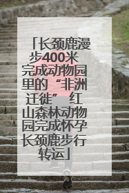 长颈鹿漫步400米完成动物园里的“非洲迁徙” 红山森林动物园完成怀孕长颈鹿步行转运