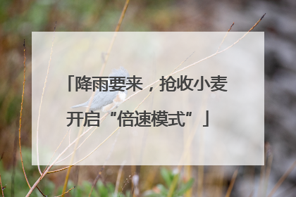 降雨要来，抢收小麦开启“倍速模式”
