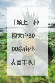 颍上一种粮大户3000余亩小麦喜丰收