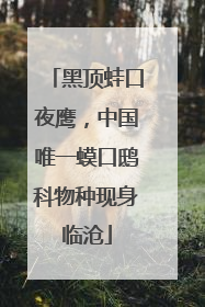 黑顶蛙口夜鹰，中国唯一蟆口鸱科物种现身临沧