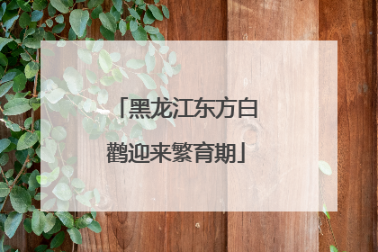 黑龙江东方白鹳迎来繁育期