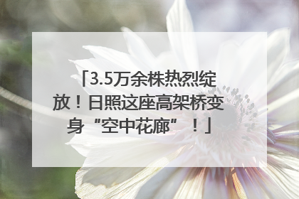 3.5万余株热烈绽放！日照这座高架桥变身“空中花廊”！